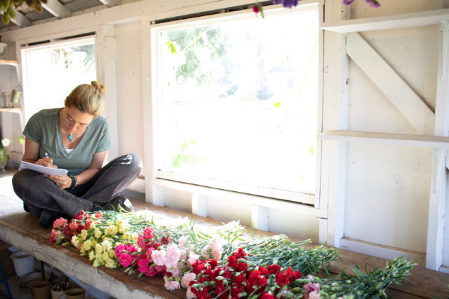 Carnation trial at Floret