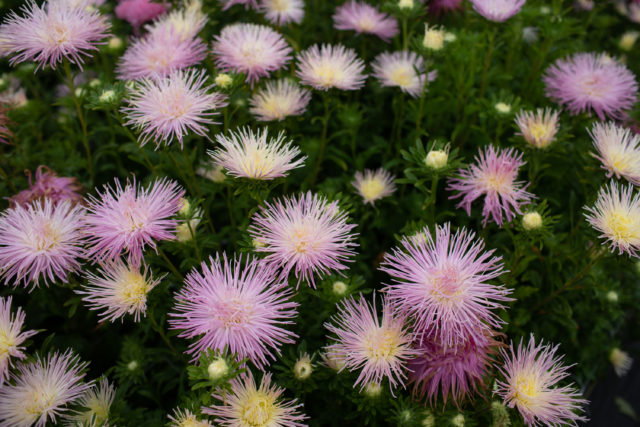 China aster at Floret