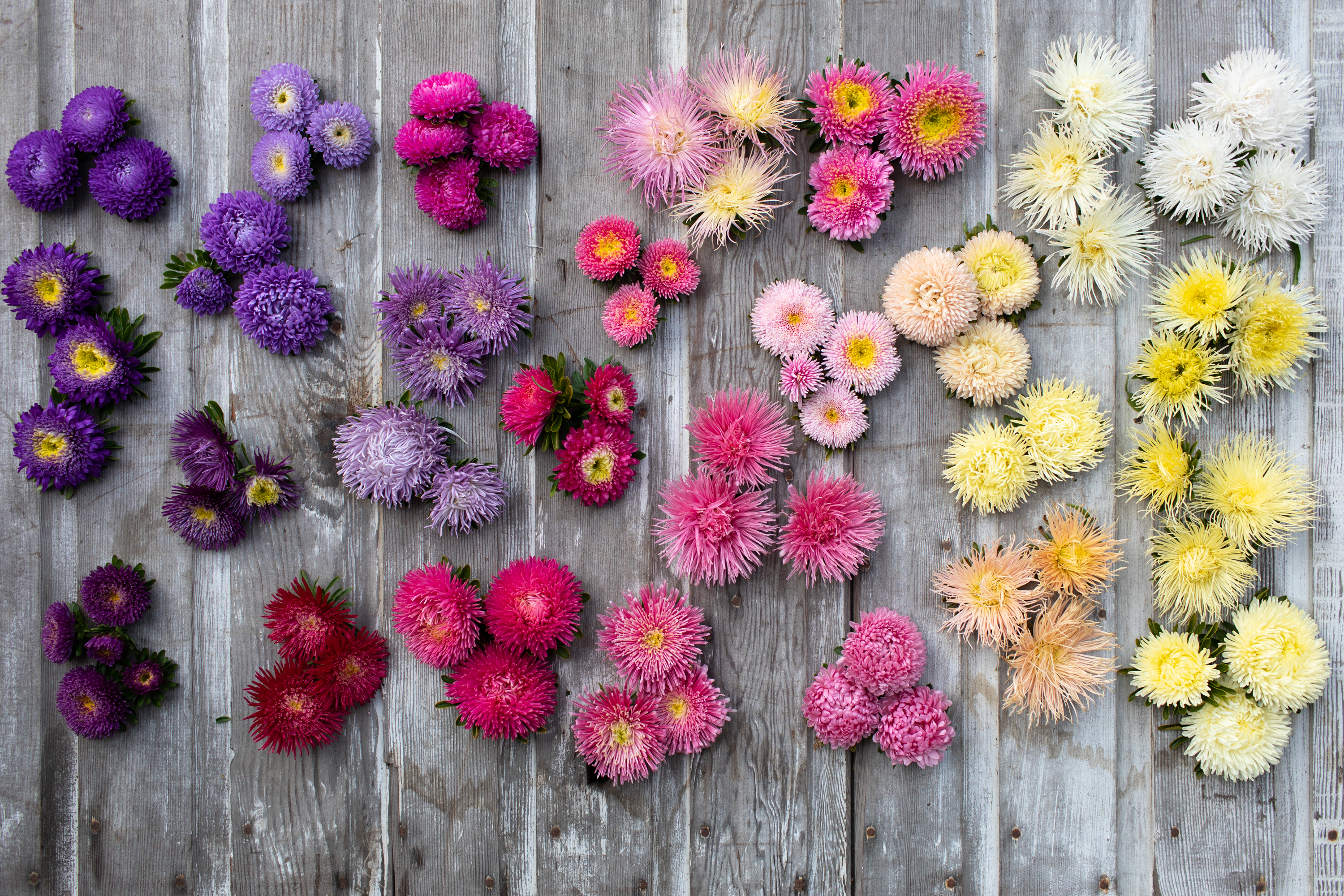 china aster flower heads arranged by color on a wood surface