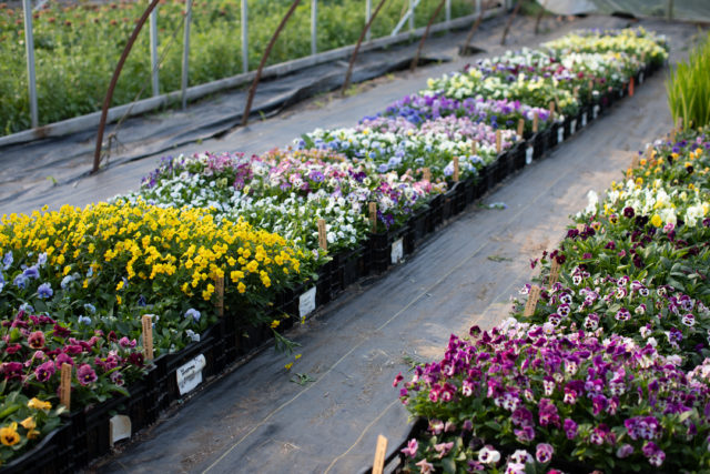 Pansy trial at Floret