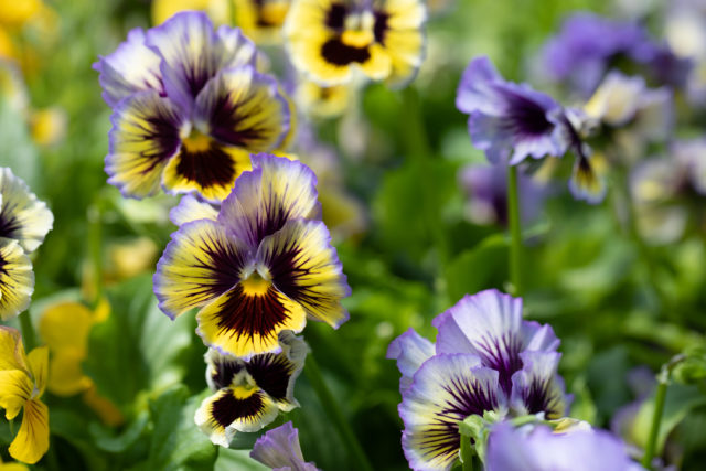 Close up of violas and pansies at Floret