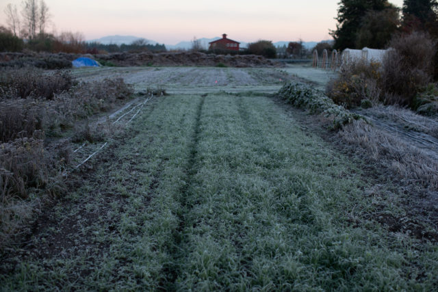 Field during winter at Floret 