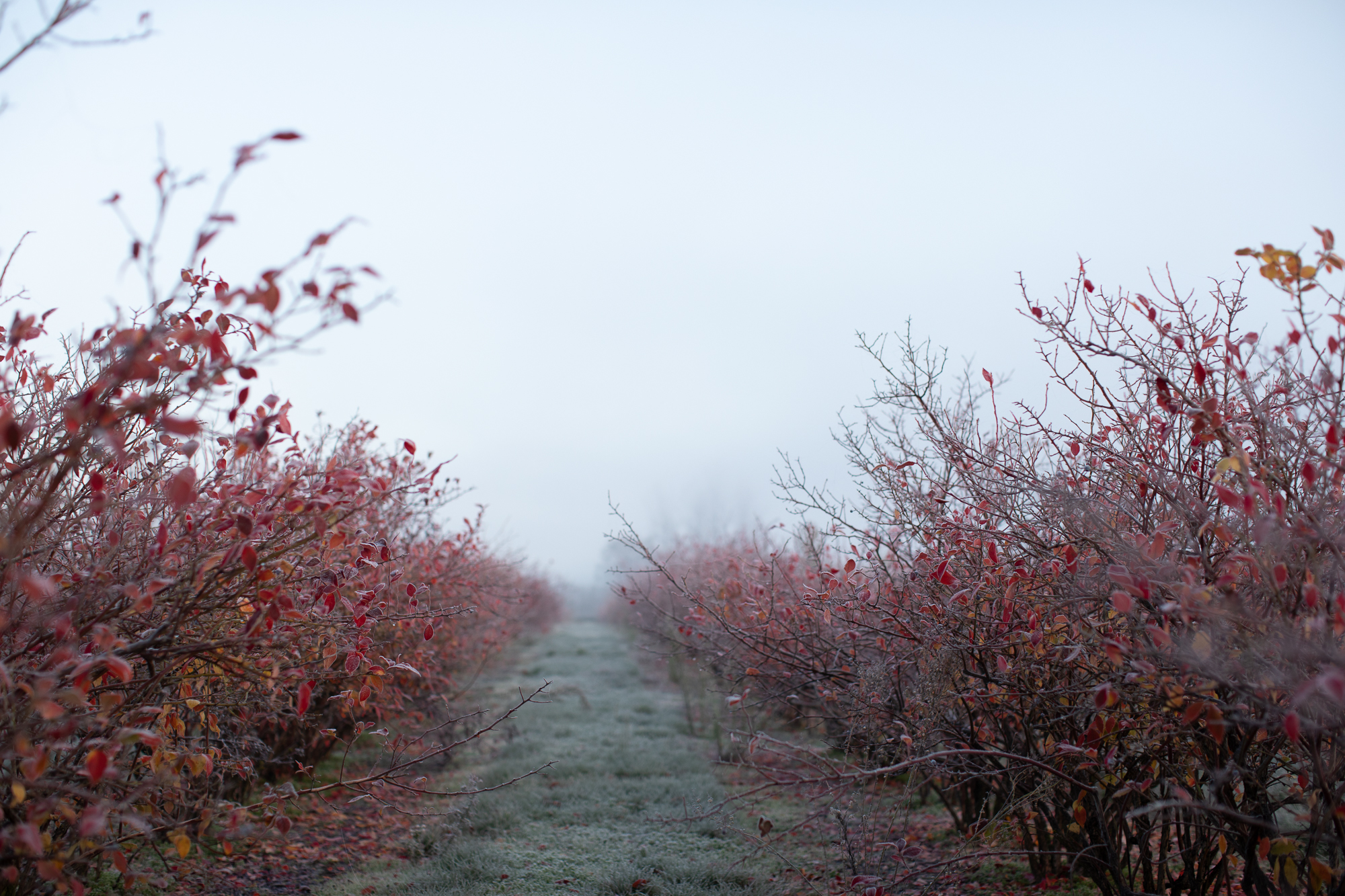 Red shrubs in a foggy field