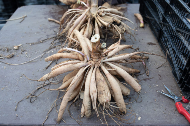 dividing dahlia tubers