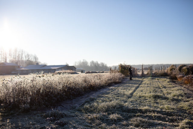 Field during winter at Floret 