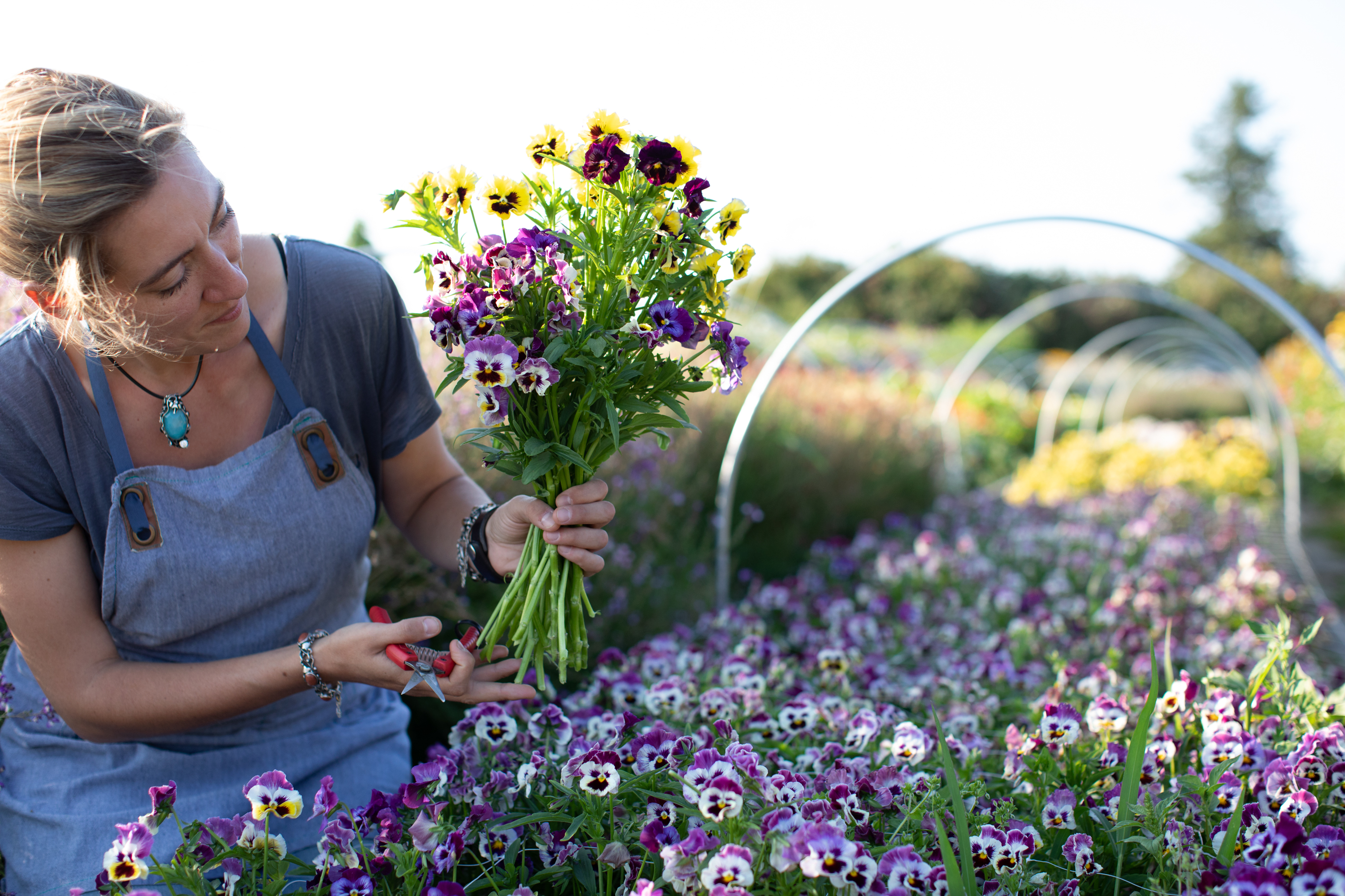 recently cut pansies