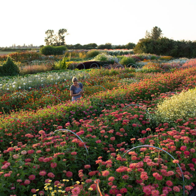 Floret Farm Floret Flowers - We are a small family farm in Washington's Skagit Valley