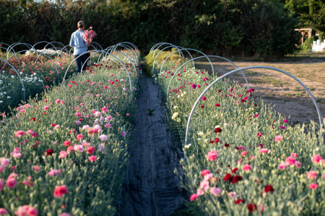 Growing carnations shop