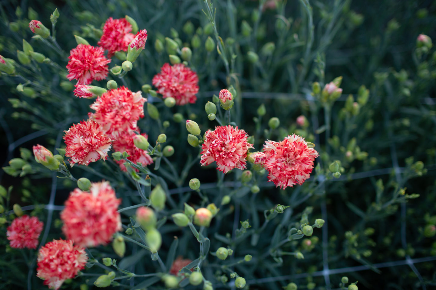 Oldfashioned Carnations for Cutting Floret Flowers