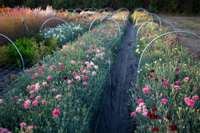 Floret field trials