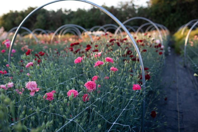 Farm trial of carnations at Floret