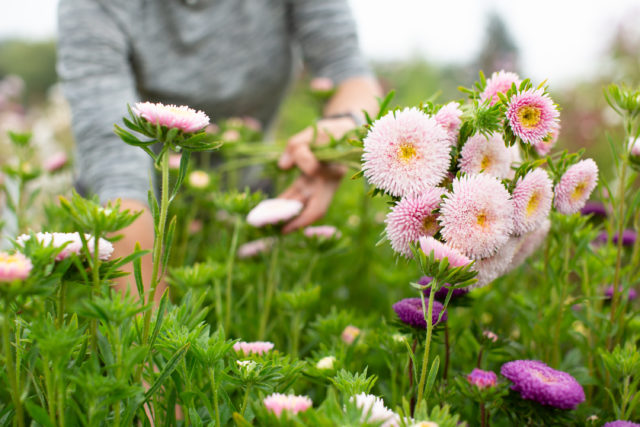 The Amazing World of China Asters - Floret Flowers