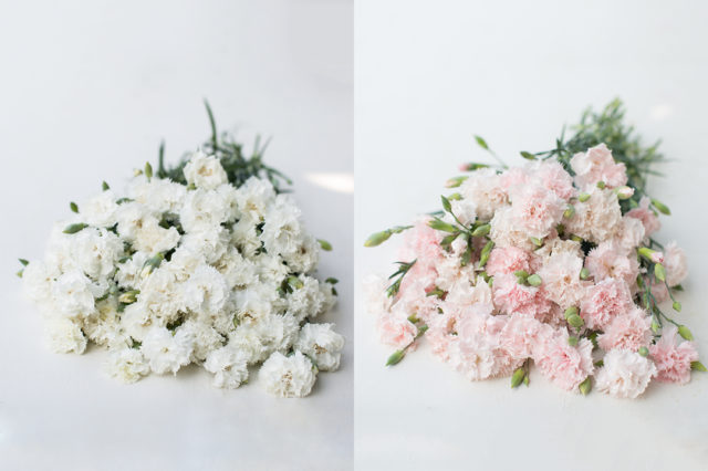 White and pink heirloom carnations