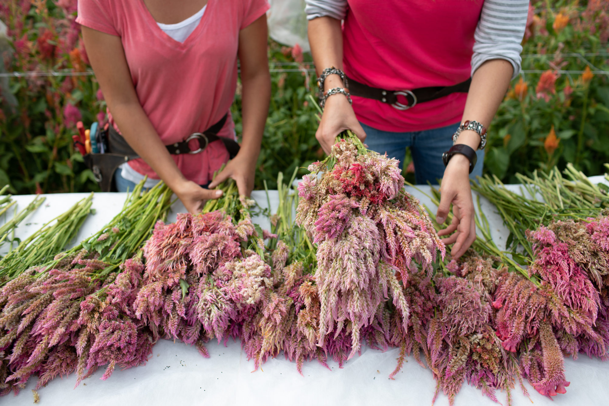 Discovering Dried Flowers Floret Flowers
