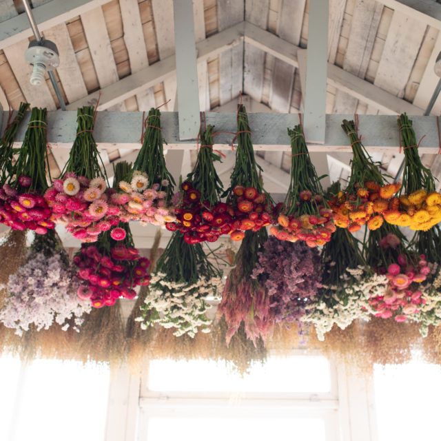 Floret Farm Floret Flowers - We are a small family farm in Washington's Skagit Valley