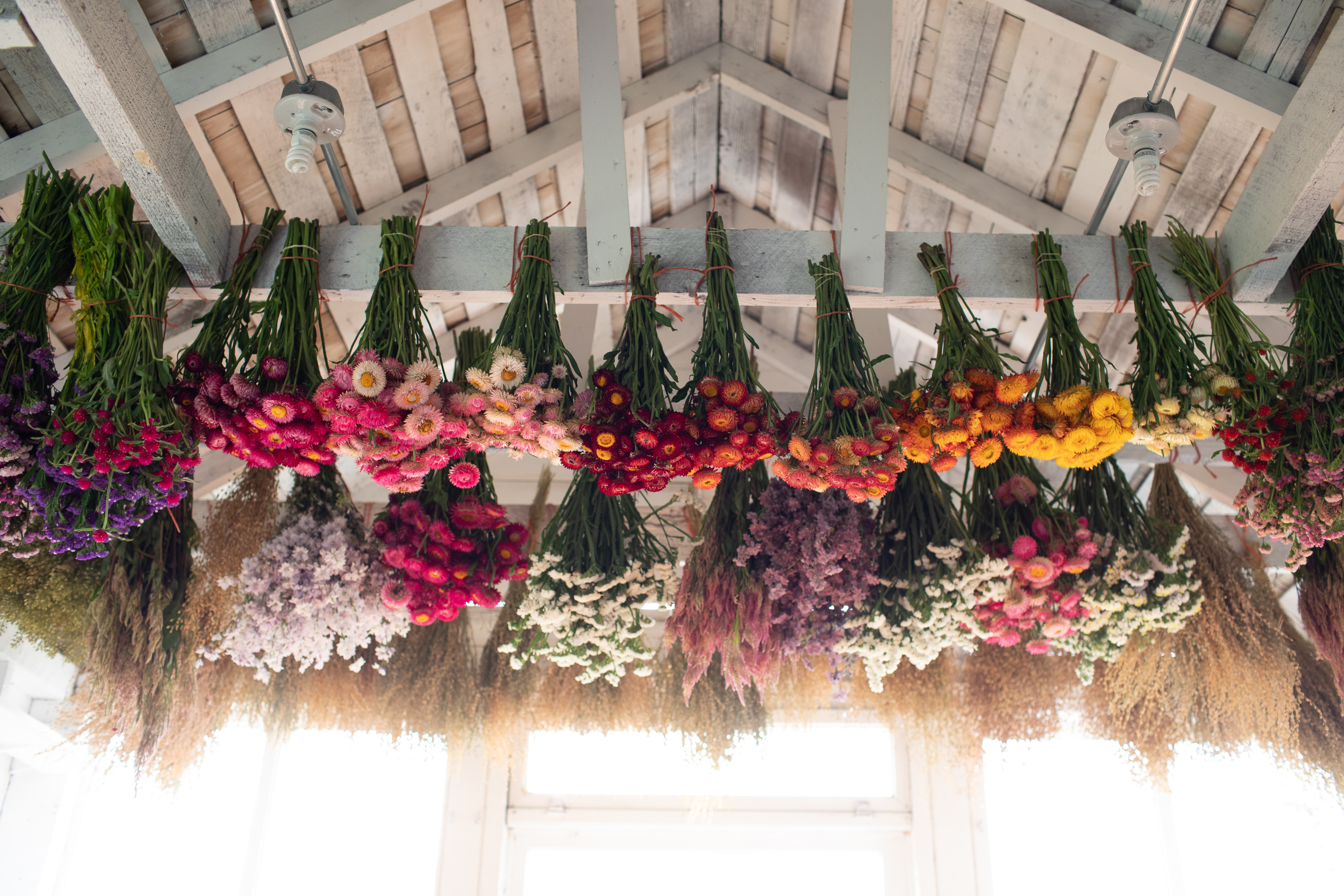 bunches of flowers hanging for drying