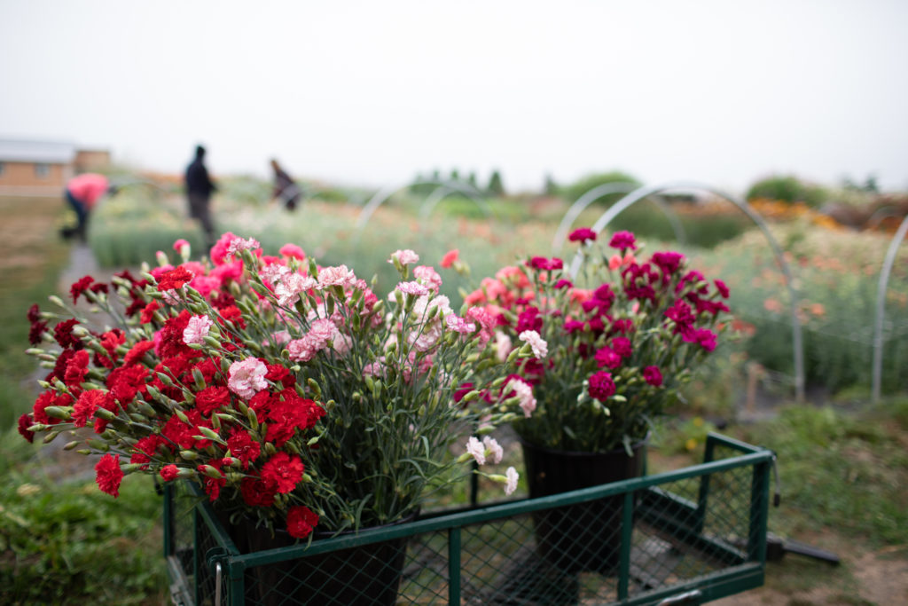 Oldfashioned Carnations for Cutting Floret Flowers
