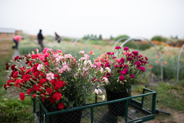 Buckets of Carnations grown from seed at Floret Flower Farm