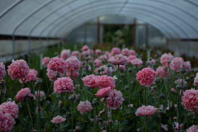 Hoop house grown poppies at Floret Flower Farm