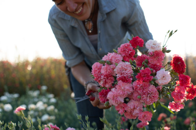 Armload of carnations harvested at Floret