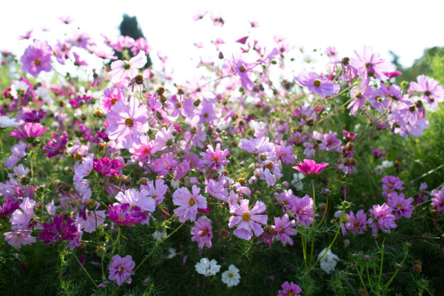 Crazy for Cosmos - Floret Flowers