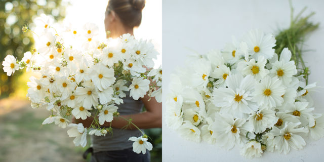 armload of white cosmos at Floret