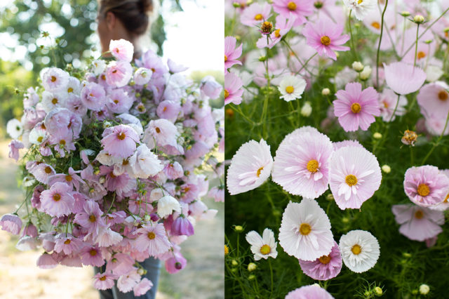 armload of blush cosmos at Floret