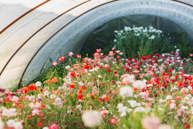 Hoop house full of Shirley Poppies at Floret Flower Farm 