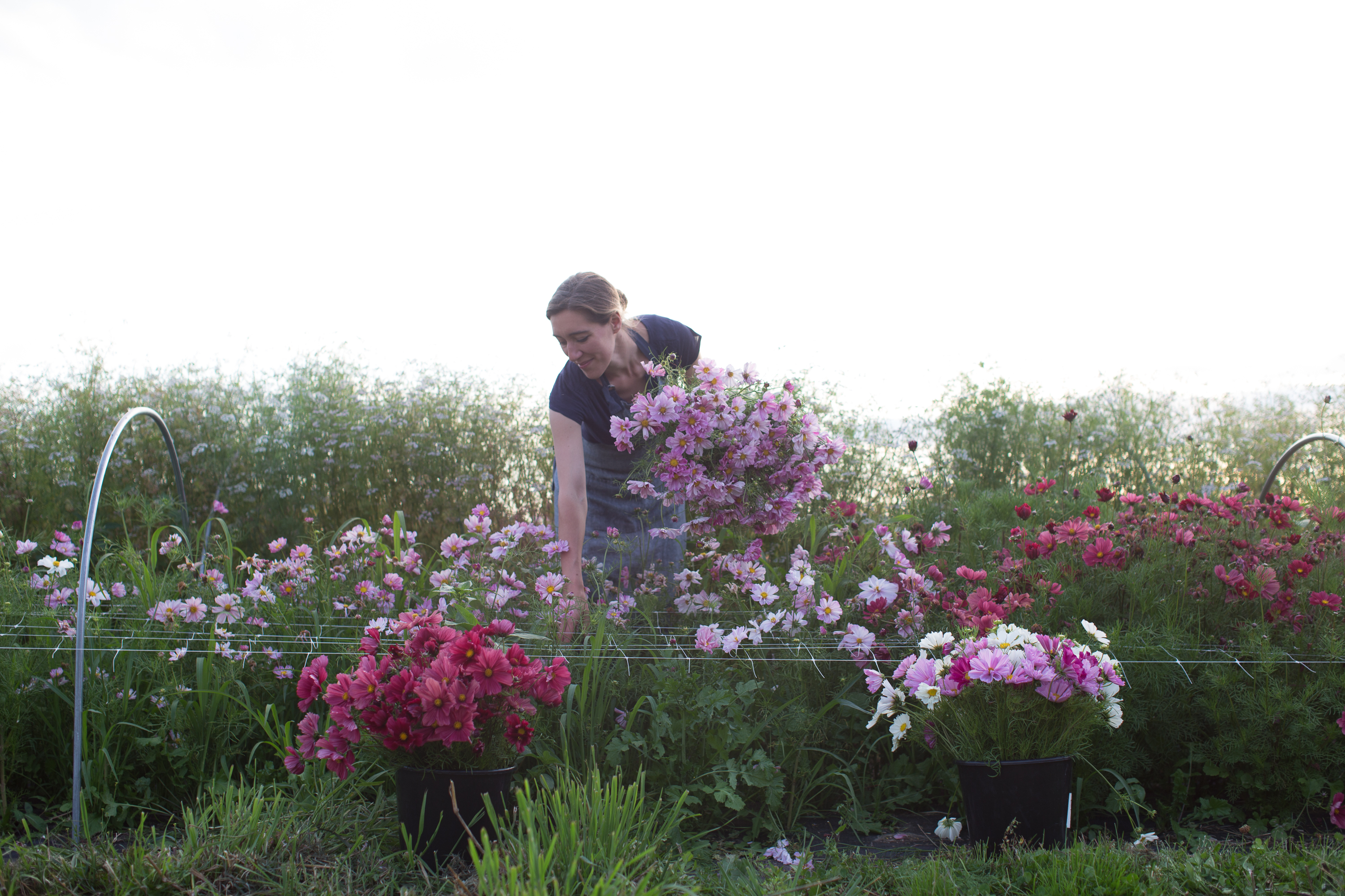 Erin Benzakein harvesting cosmos flowers in a field