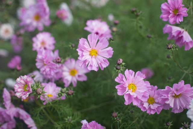 Close up of Cosmos flowers