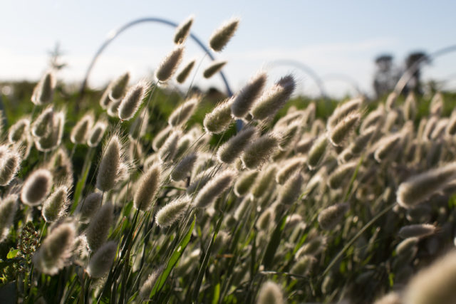 Harvest & care tips for 10 heat-loving summer blooms - Floret Flowers