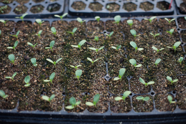 Closeup of zinnias germinating in cell trays