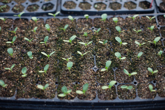 How To Grow Zinnias From Seed | John Denson's World Of Gardens