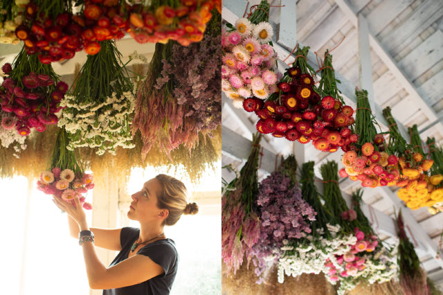 Disering Dried Flowers Floret