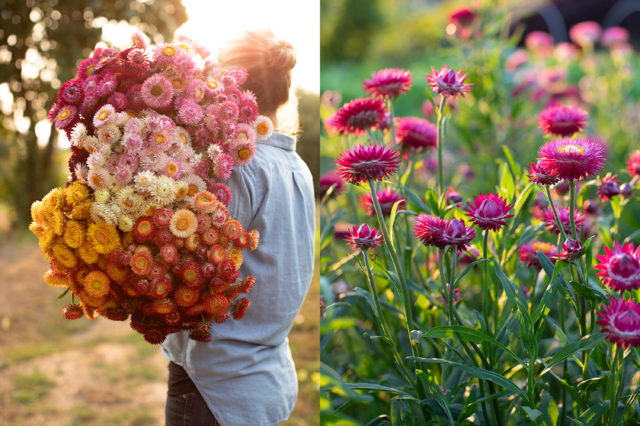 Armload of strawflower dried flower at Floret Flower Farm