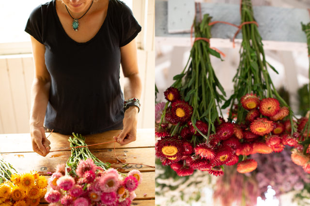 tying bunches of dried strawflower