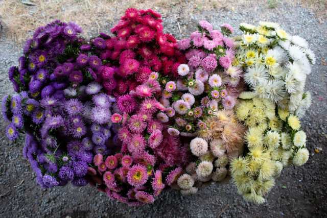 China asters from Floret