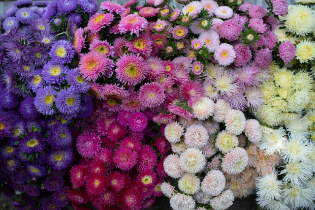 China ASTERS Flower SEEDS 25 Fresh seeds ready to plant in your garden