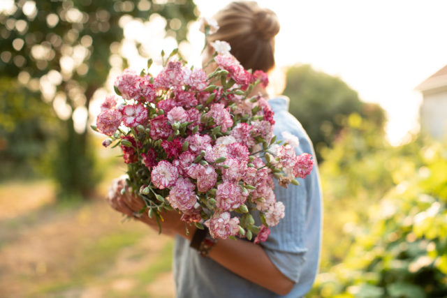 Armload of Carnation grown from seed from Floret Flower Farm