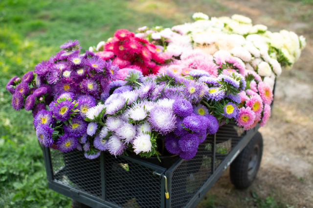 China aster flower seed trial at Floret