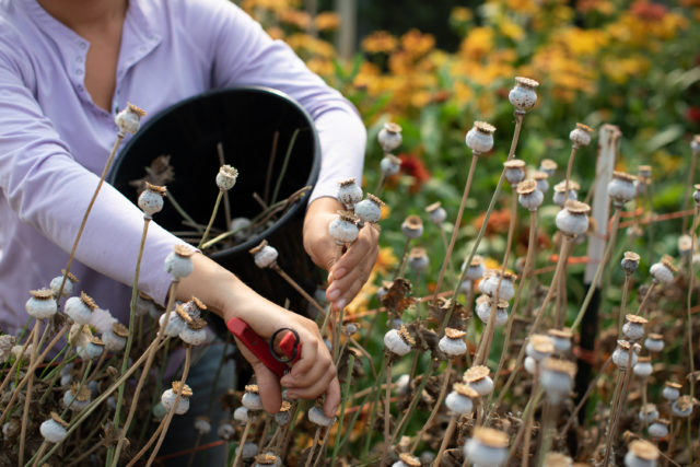 Harvesting Breadseed Poppy pods at Floret Flower Farm 