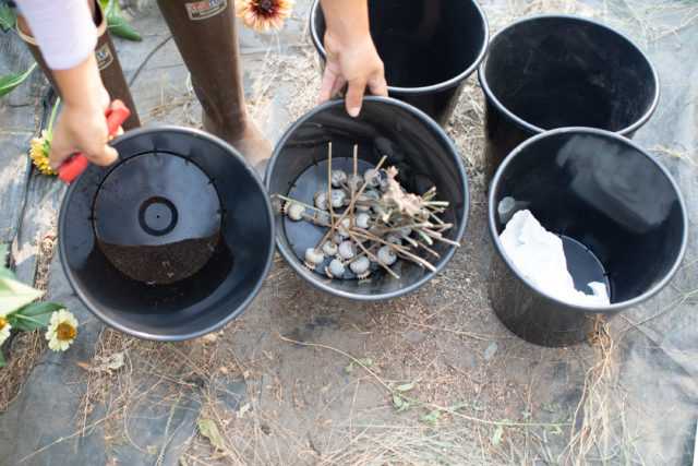 Harvesting Breadseed Poppy pods at Floret Flower Farm 