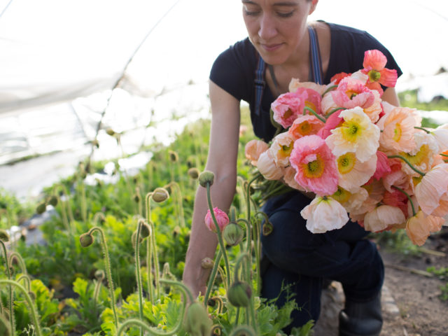 Erin Benzakein harvesting Iceland Poppies at Floret