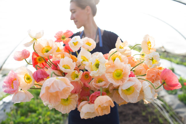 Iceland Poppy Giant Peach – Floret Library