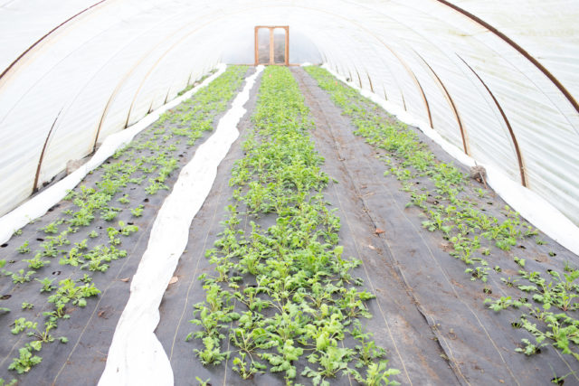 Iceland poppies growing in Floret hoop house