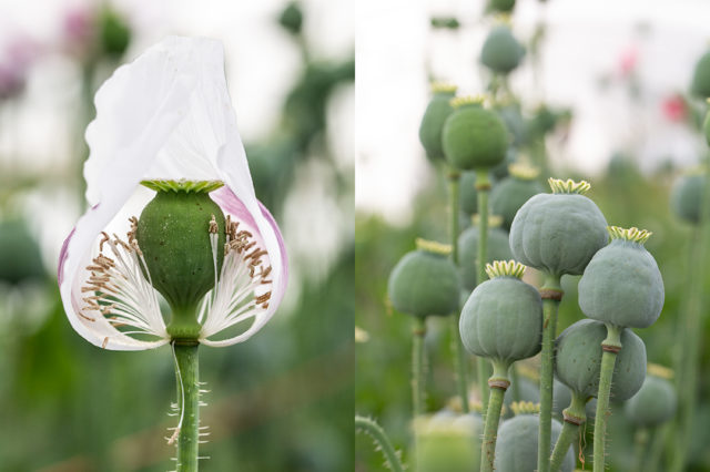 The Prettiest Poppies
