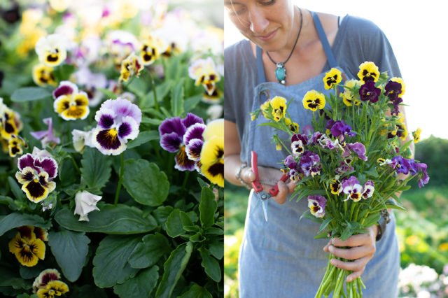 Image of Pansies in a bouquet