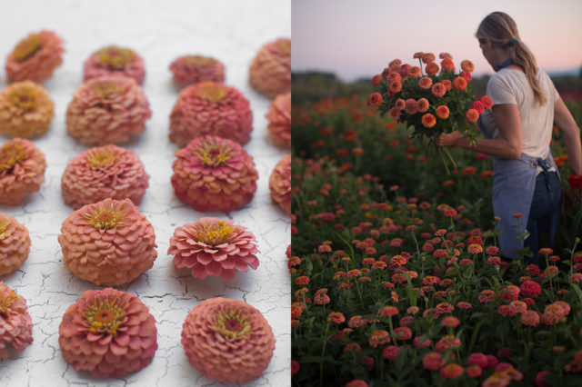 coral and salmon zinnias