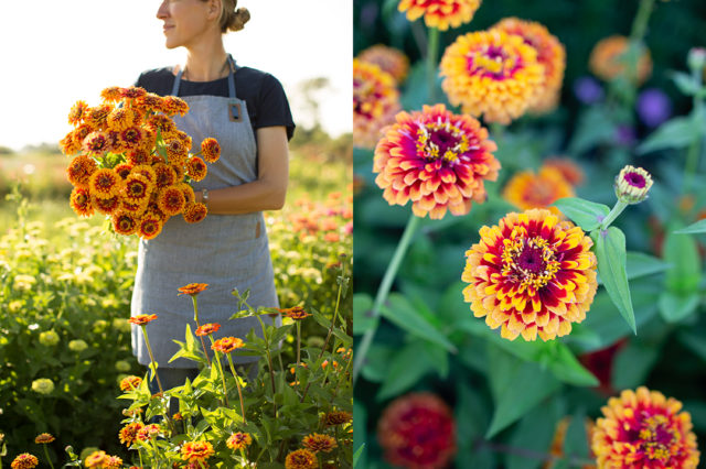 bicolor zinnia