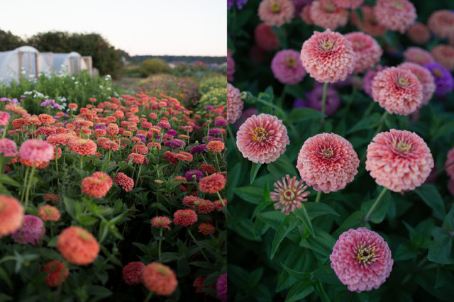 salmon coral colored zinnias